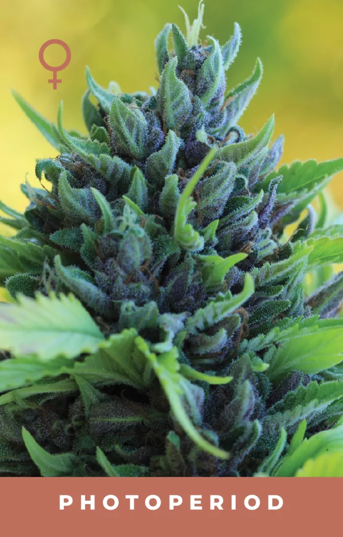 Humboldt Dream Feminized Cannabis Seeds