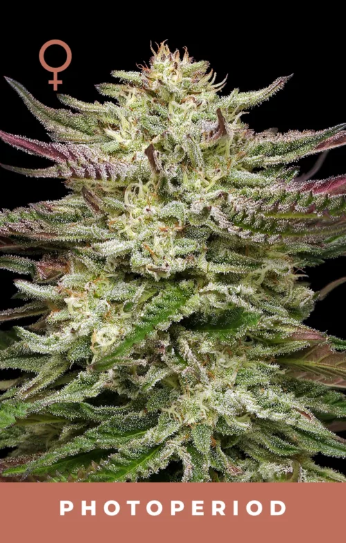 Humboldt Headband Feminized Cannabis Seeds