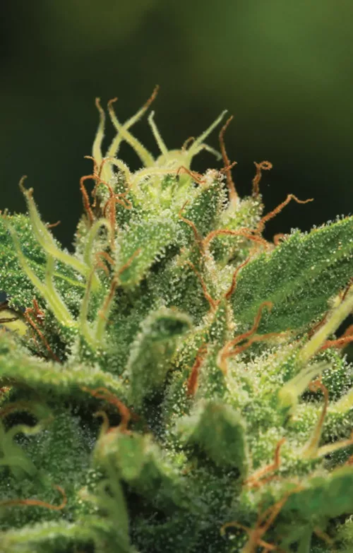 Humboldt Sour Diesel - Cannabis Seeds - Cannabis Flower