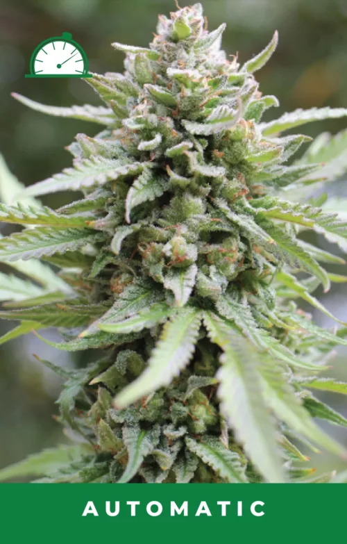Lemongrass Autoflower Cannabis Seeds