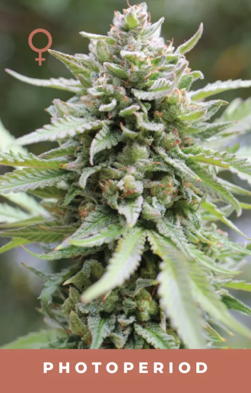 Lemongrass Feminized Cannabis Seeds