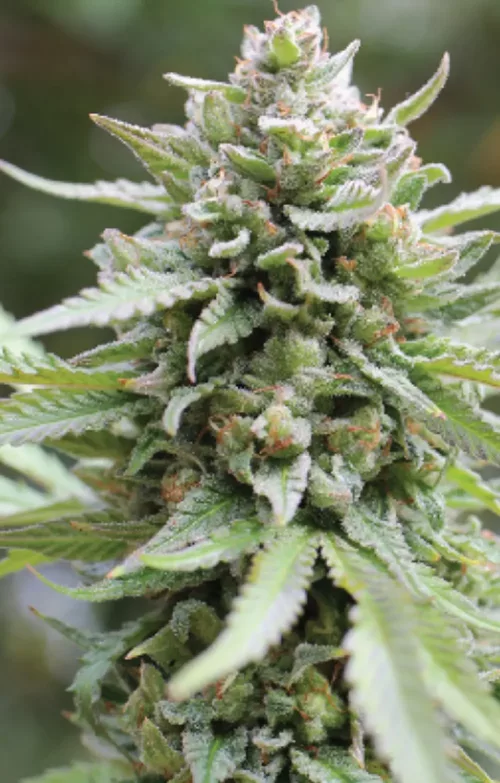 Lemongrass - Cannabis Seeds - Cannabis Flower