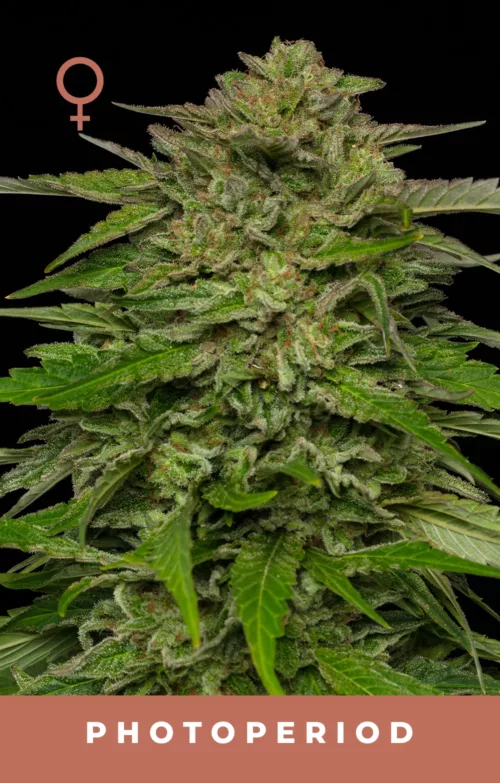 Mango Sherbert Cannabis Seeds