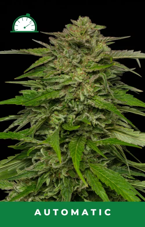 Mango Sherbert Autoflower