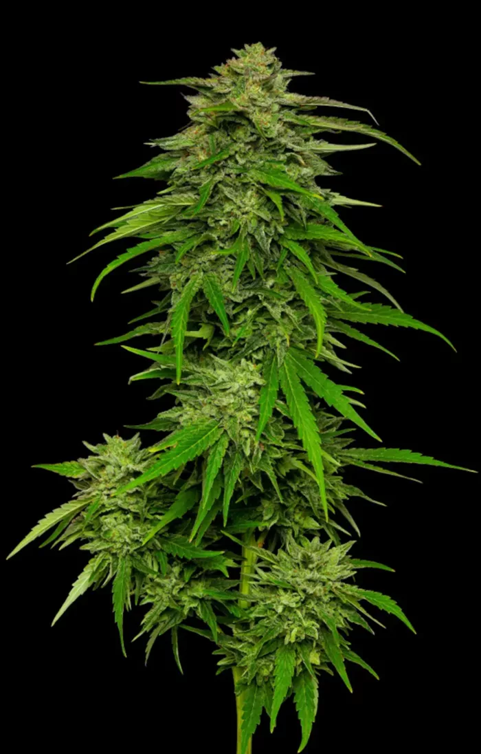 Mango Sherbert - Cannabis Seeds - Cannabis Flower