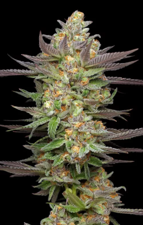 Mint Jelly - Cannabis Seeds - Cannabis Flower