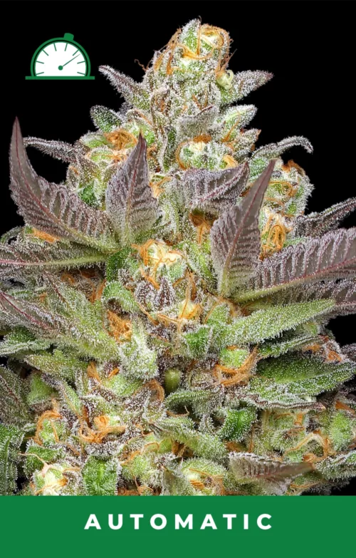 Mint Jelly Autoflower