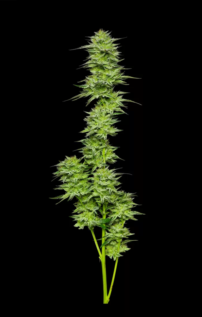 Mountaintop Mint cannabis Strain