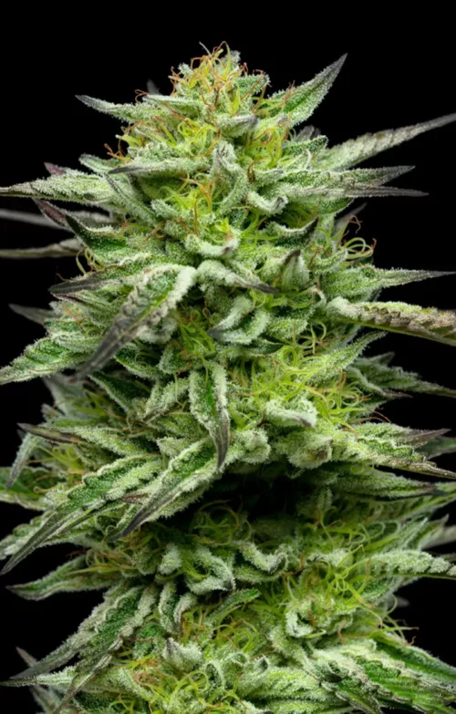 Mountaintop Mint - Cannabis Seeds - Cannabis Flower