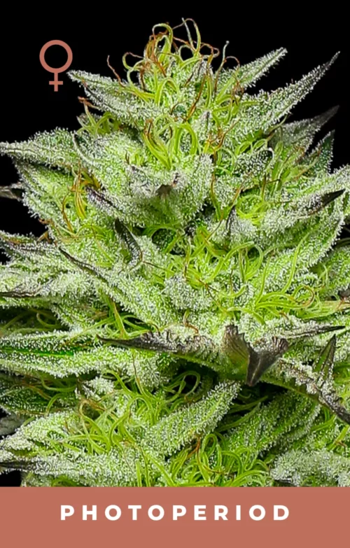 Mountaintop Mint cannabis Strain
