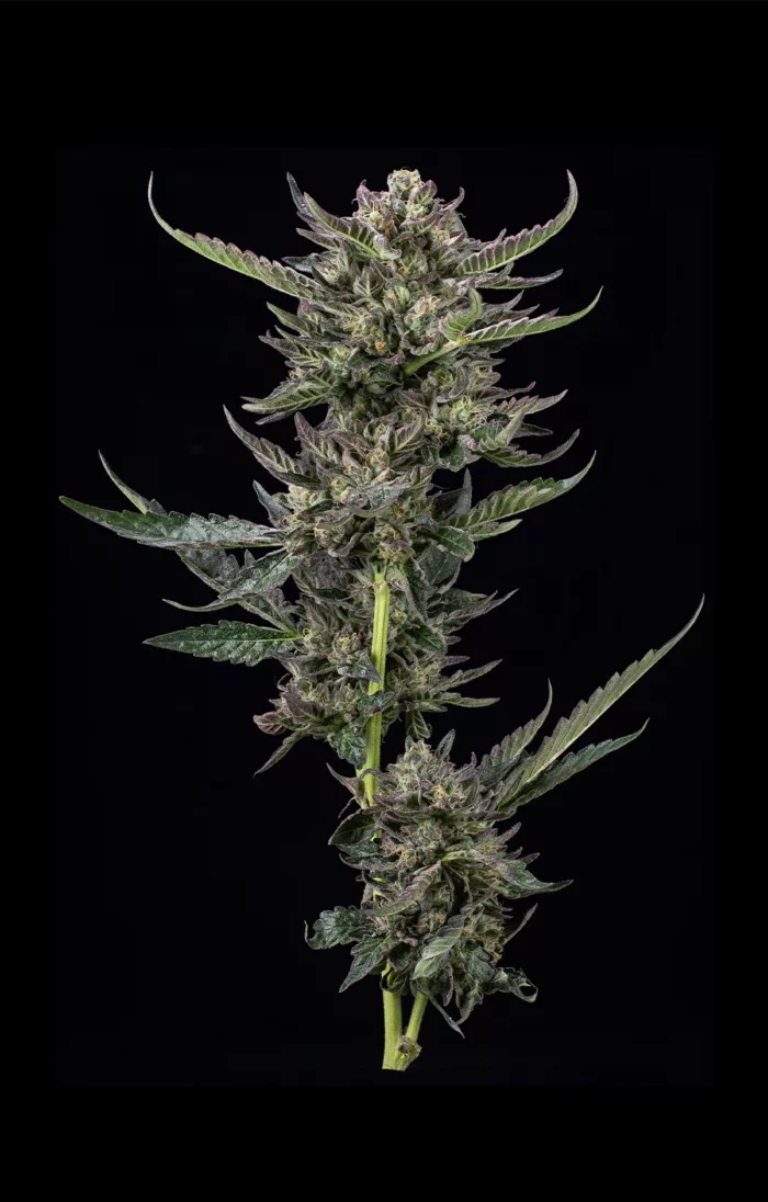 Notorious THC Cannabis Seeds