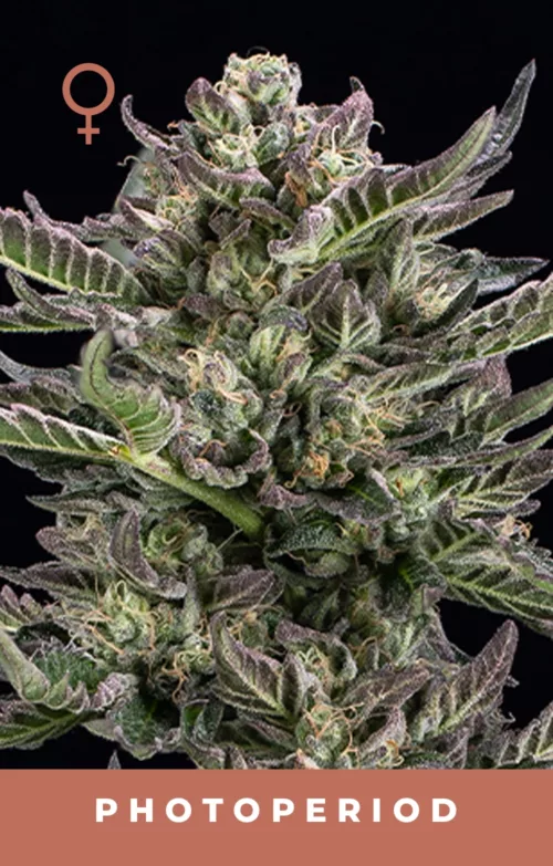 Notorious THC Cannabis Seeds