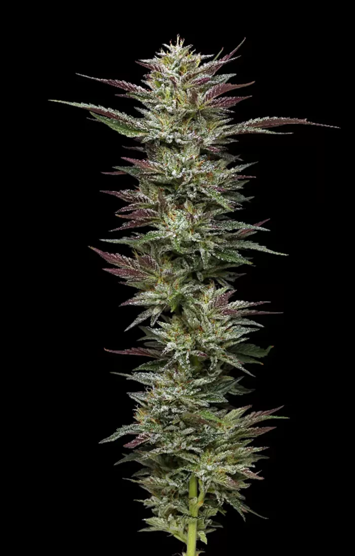 Nutter Budder - Cannabis Seeds - Cannabis Flower