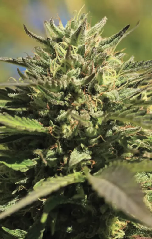 OG Kush - Cannabis Seeds - Cannabis Flower