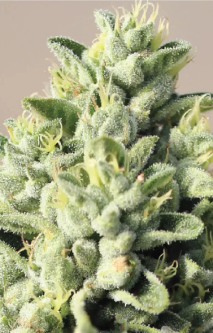 Old Growth OG - Cannabis Seeds - Cannabis Flower