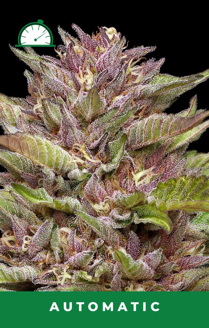 Pineapple Muffin Automatic Cannabis Seeds