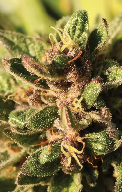Pineapple Muffin - Cannabis Seeds - Cannabis Flower