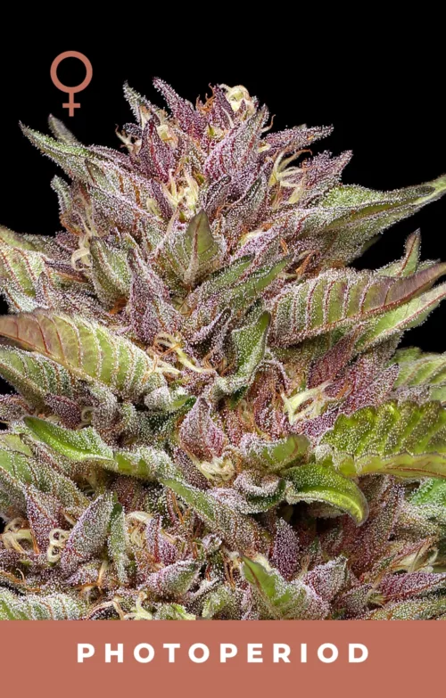 Pineapple Muffin Cannabis Seeds