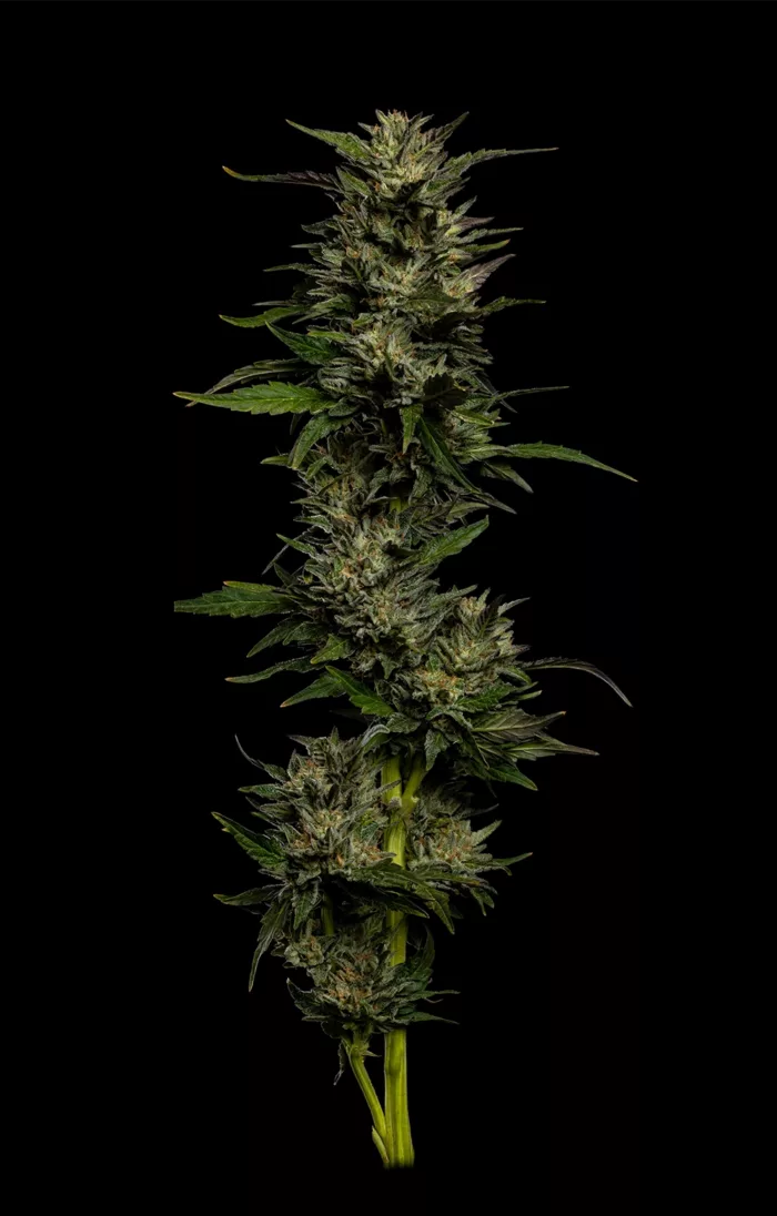 Pistachio Feminized Cannabis Seeds