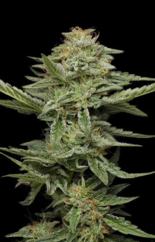 Pistachio - Cannabis Seeds - Cannabis Flower