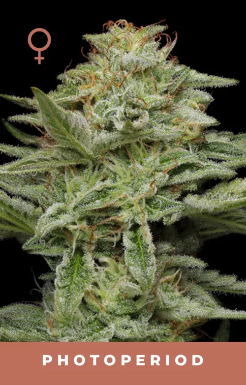 Pistachio Feminized Cannabis Seeds