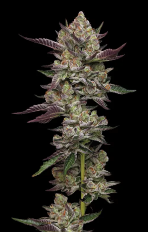 Poddy. Mouth- Cannabis Seeds - Cannabis Flower