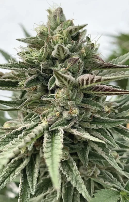 Humboldt Pound Cake - Cannabis Seeds - Cannabis Flower