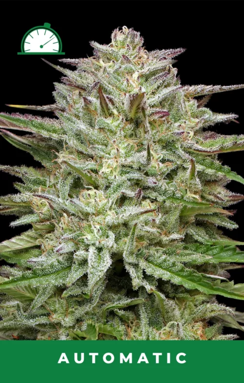 Pound Town Cannabis Seeds
