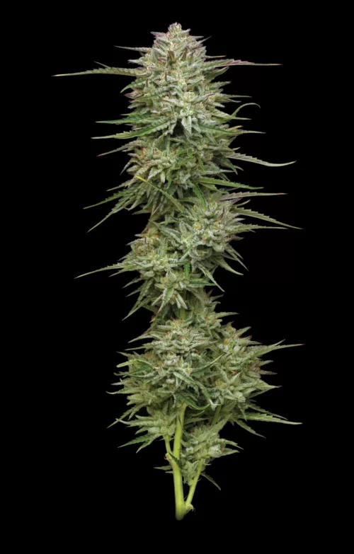 Pound Town - Cannabis Seeds - Cannabis Flower