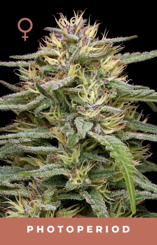 Raspberry Parfait Feminized Cannabis Seeds