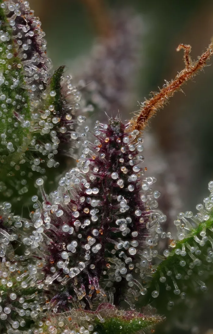 Raspberry Parfait Feminized Cannabis Seeds