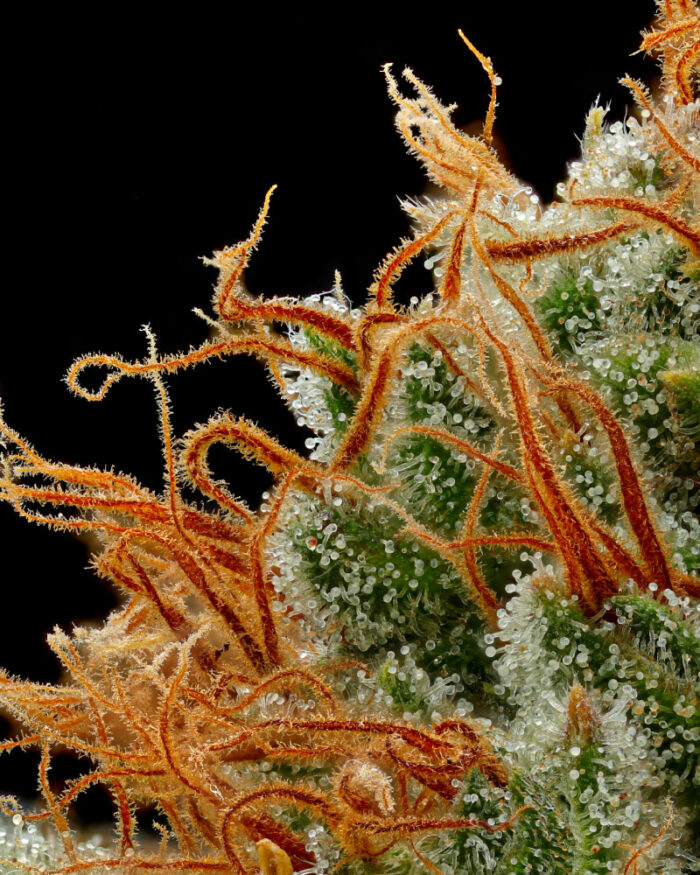 Close-up of Raspberry Parfait Cannabis Trichomes