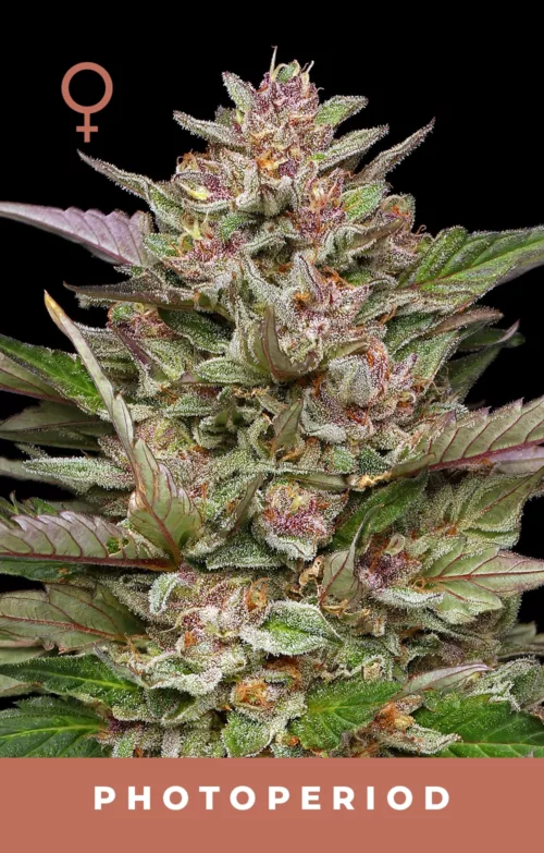 Royal Highness Cannabis Seeds