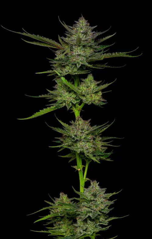 Sour Apple - Cannabis Seeds - Cannabis Flower