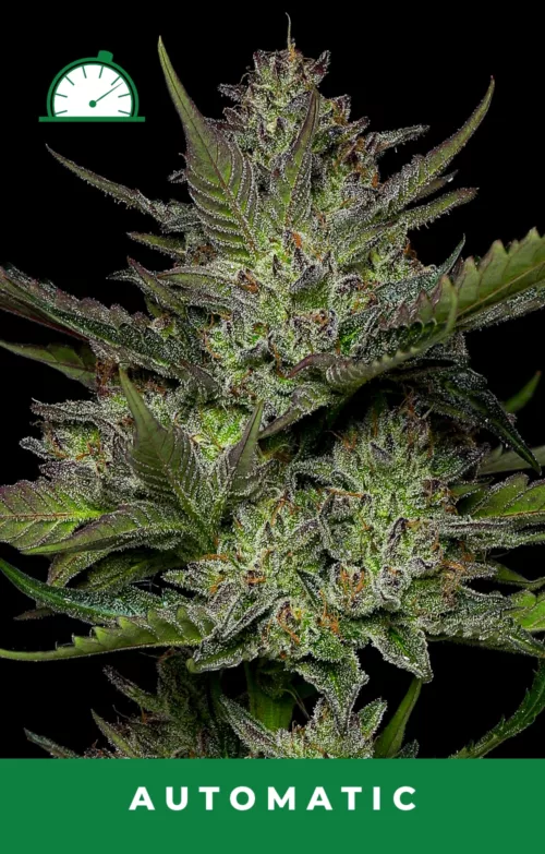Sour Apple Cannabis Seeds