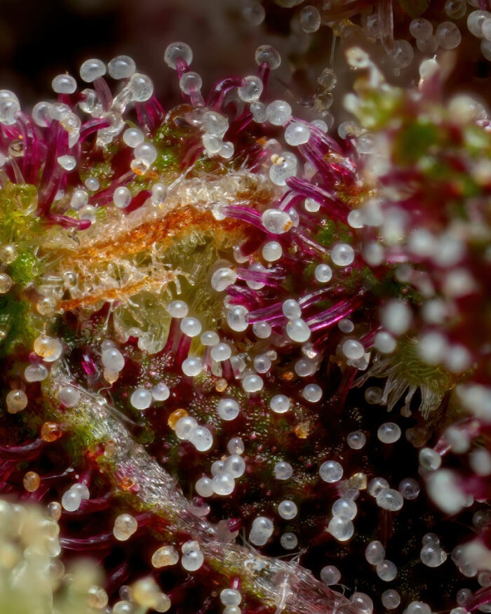 Close-up of Squirt Cannabis Trichomes.