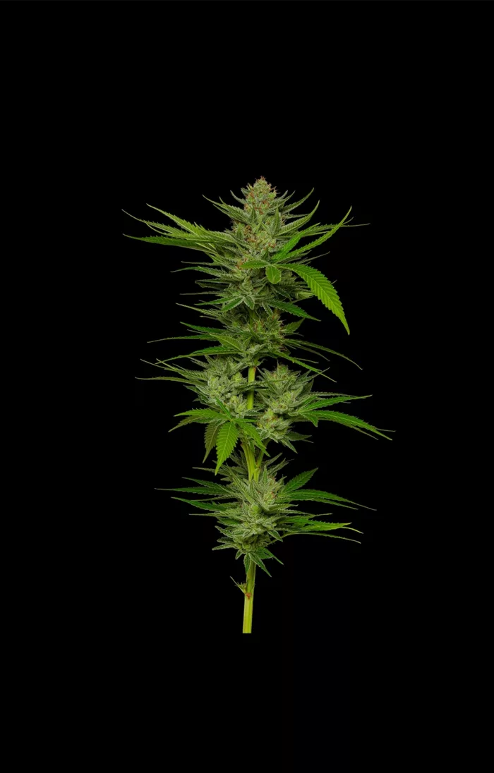 Slightly Stoopid Cannabis Flower