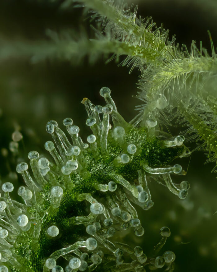 Close-up of Stoopid Fruits Cannabis Trichomes