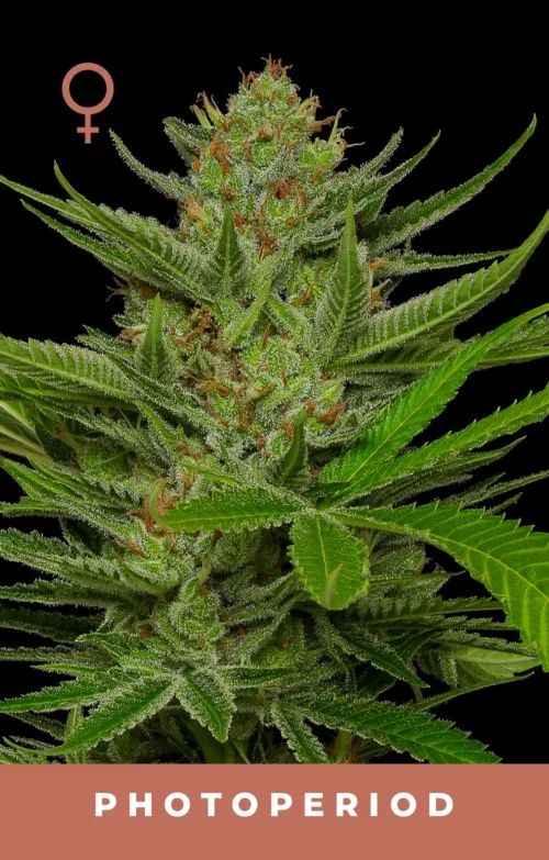Slightly Stoopid Cannabis Seeds