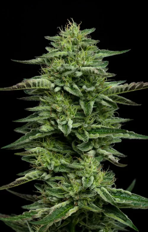 The Bling- Cannabis Seeds - Cannabis Flower