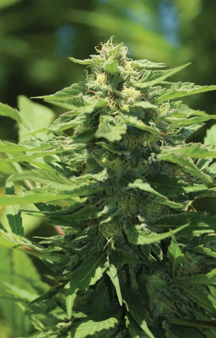 Trainwreck- Cannabis Seeds - Cannabis Flower