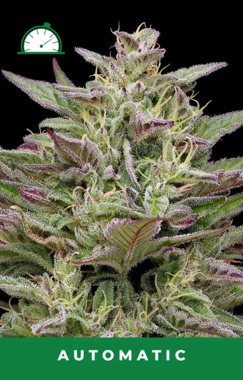 Trainwreck Autoflower Cannabis Seeds