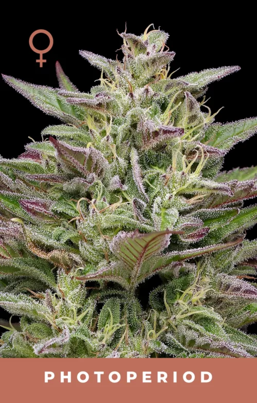 Trainwreck Cannabis Seeds