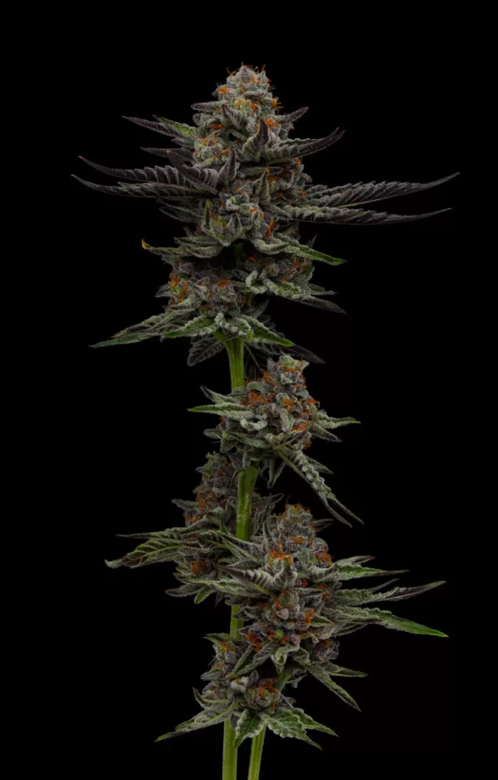 Vanilla Creme Pie Cannabis Seeds - Cannabis Flower