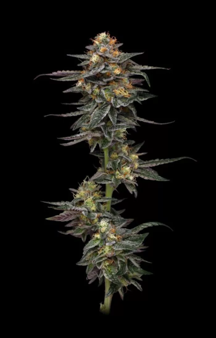 Vanilla Frosting Cannabis Seeds - Cannabis Flower