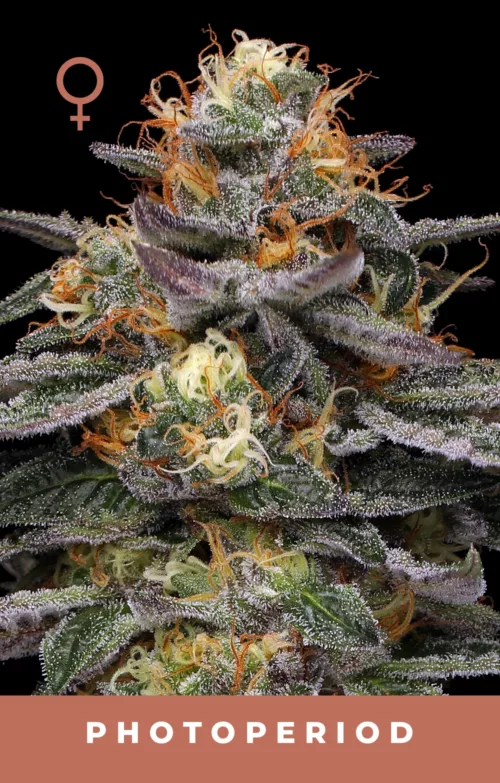 Vanilla Frosting Cannabis Seeds