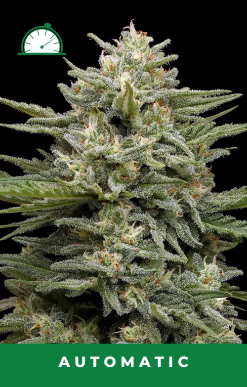 Vanilla Latte Autoflower Cannabis Seeds