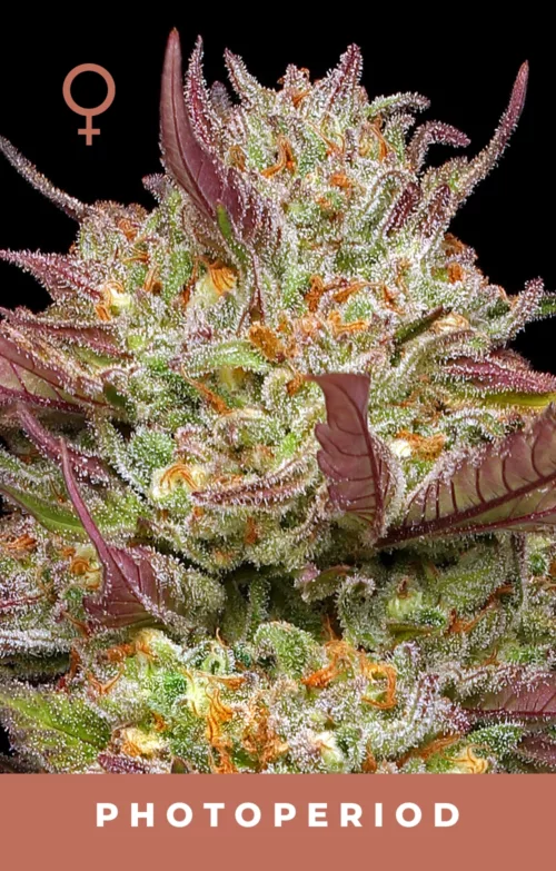 Blueberry Pancakes Feminized Cannabis seeds
