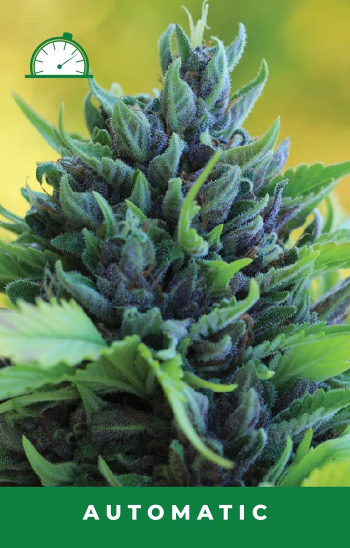 Humboldt Dream Autoflower Cannabis Seeds