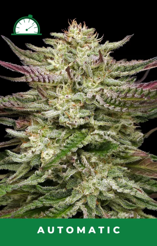 Humboldt Headband AutoflowerCannabis Seeds